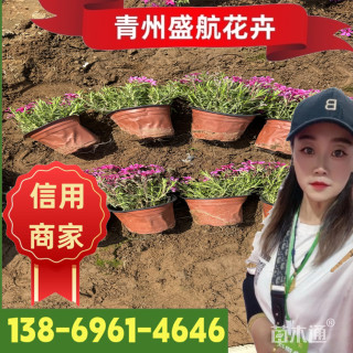 高度10厘米芝樱