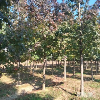 移栽苗北美枫香