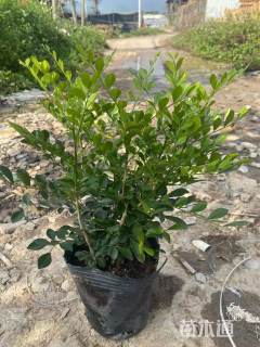 高度30厘米七里香