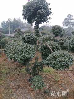 高度200厘米紫花三角梅