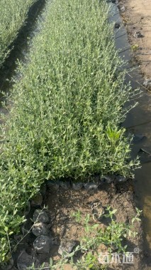 高度40厘米水果兰