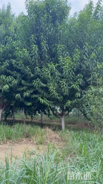 12公分绿叶碧桃