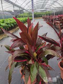 高度40厘米红叶朱蕉