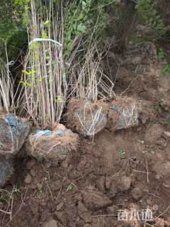 高度200厘米金银木