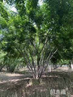 高度700厘米丛生茶条槭