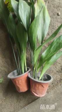 高度40厘米一叶兰