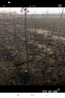 1公分美国红枫-红冠