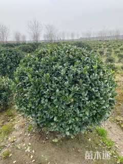 冠幅150厘米大叶黄杨球