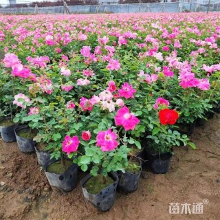 高度35厘米香水月季