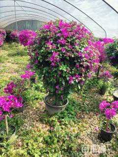 冠幅50厘米三角梅球