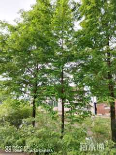 10公分墨西哥落羽杉