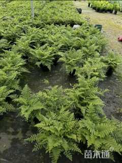 高度20厘米吉姆蕨