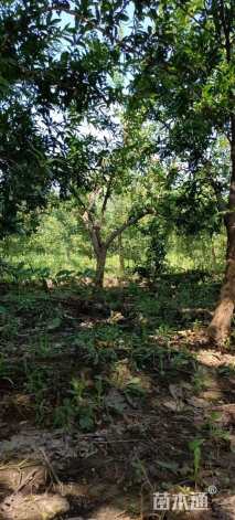 高度250厘米石榴