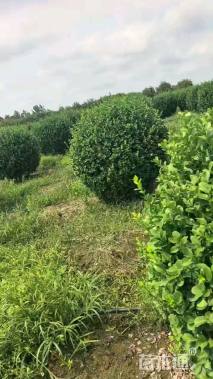 冠幅220厘米卫矛球