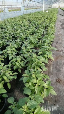 高度25厘米鼠尾草