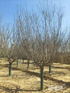 15公分日本晚樱