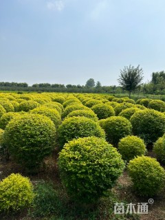 冠幅60厘米亮晶女贞球