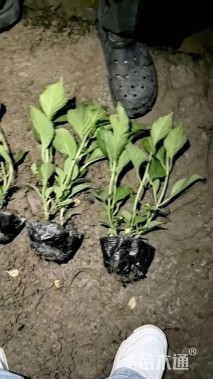 高度30厘米八仙花