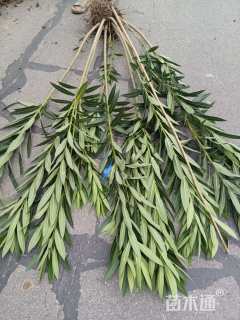 高度1800厘米夹竹桃