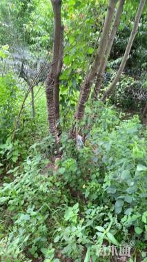 30公分丛生乌桕