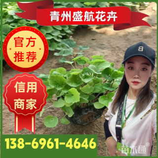 高度10厘米二月兰