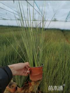 高度50厘米灯心草