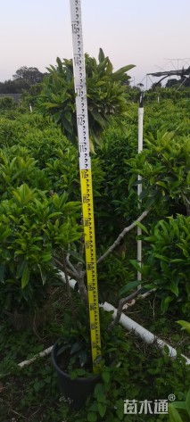 高度140厘米非洲茉莉