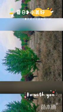 10公分亚当海棠