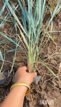 高度40厘米蓝冰麦