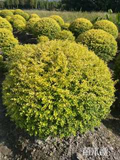 冠幅120厘米亮晶女贞球