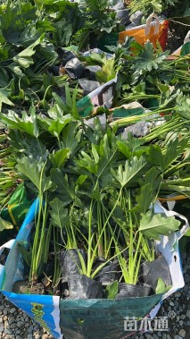 高度30厘米春羽