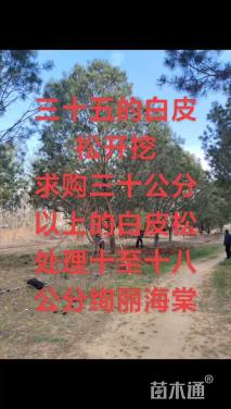 高度1000厘米白皮松