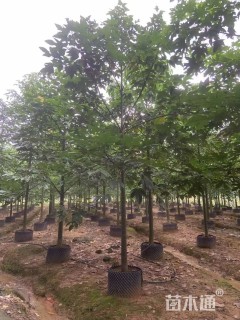 5公分澳洲火焰木