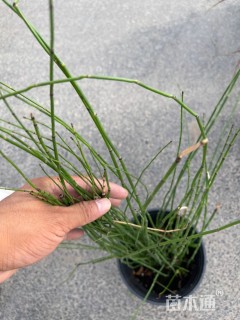 高度50厘米木贼