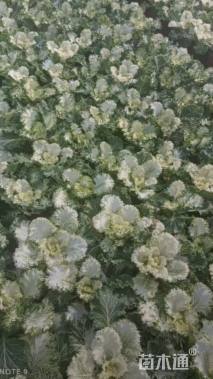 高度20厘米羽衣甘蓝