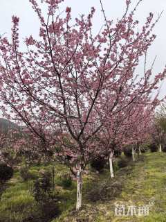 10公分红粉佳人樱