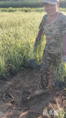 高度60厘米斑叶芒