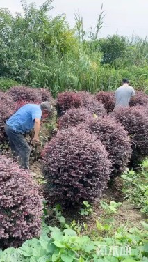 冠幅80厘米红花继木球