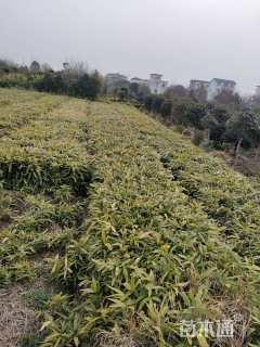 地栽苗箬竹