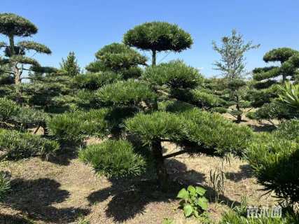 移栽苗造型罗汉松