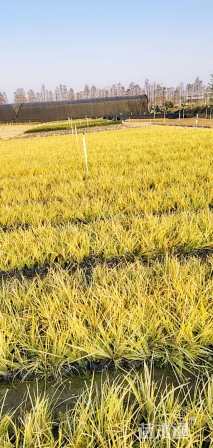 高度15厘米金叶石菖蒲