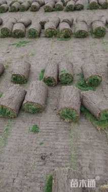 草卷状百慕大草