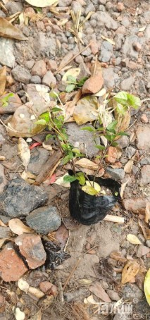 花叶络石