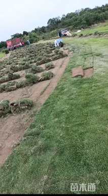 草卷状马尼拉草