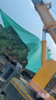 冠幅120厘米卫矛球