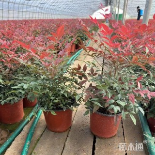 高度30厘米南天竹