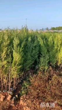 高度80厘米侧柏小苗