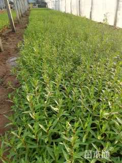 高度20厘米香彩雀