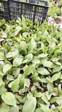 高度30厘米玉簪