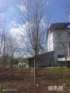 10公分美国红枫